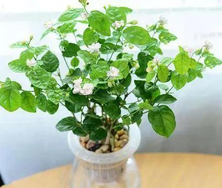 养花有四大喜好，一个也不能少，学以致用，就能葱郁繁茂花开不断