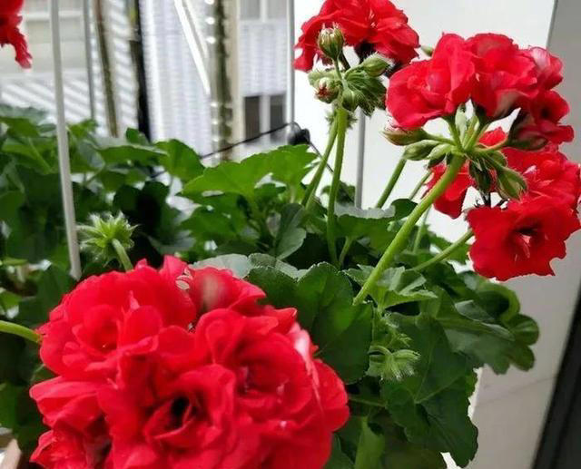 养花有四大喜好，一个也不能少，学以致用，就能葱郁繁茂花开不断