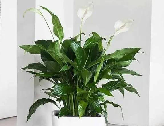 养花有四大喜好，一个也不能少，学以致用，就能葱郁繁茂花开不断