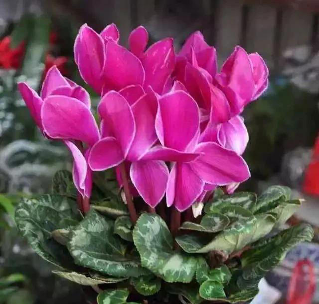 养花有四大喜好，一个也不能少，学以致用，就能葱郁繁茂花开不断