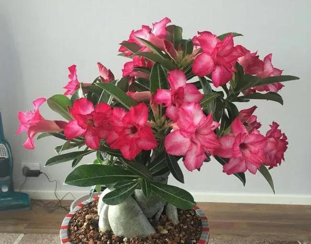 养花有四大喜好，一个也不能少，学以致用，就能葱郁繁茂花开不断