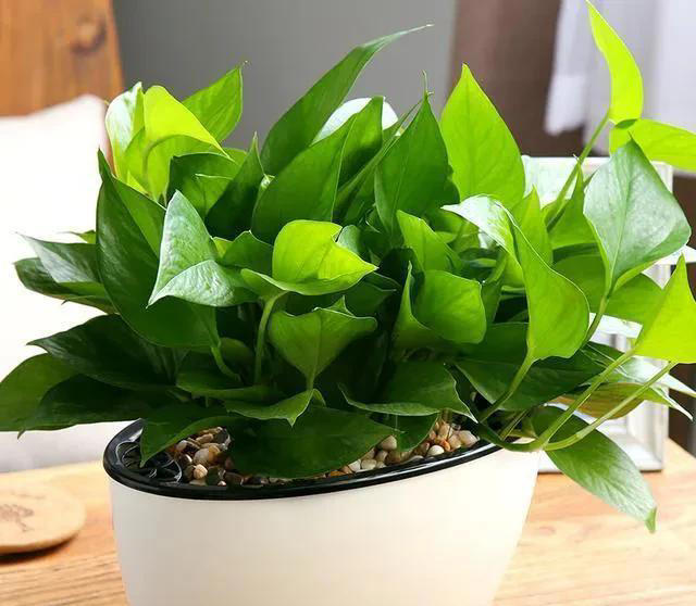 养花有四大喜好，一个也不能少，学以致用，就能葱郁繁茂花开不断