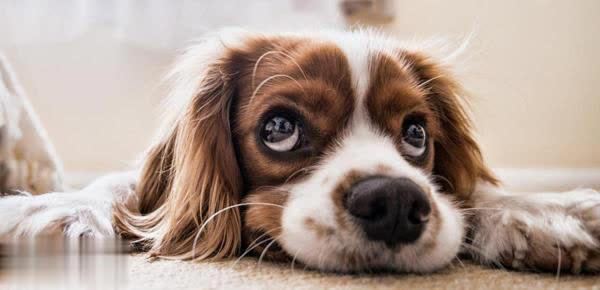 狗突然对空气狂吠后退发声，真能看到人看不到的东西？