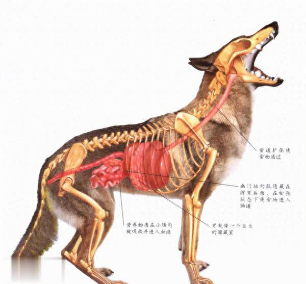 狗突然对空气狂吠后退发声，真能看到人看不到的东西？