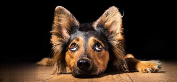 狗突然对空气狂吠后退发声，真能看到人看不到的东西？