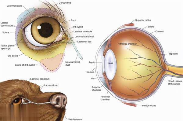 狗突然对空气狂吠后退发声，真能看到人看不到的东西？