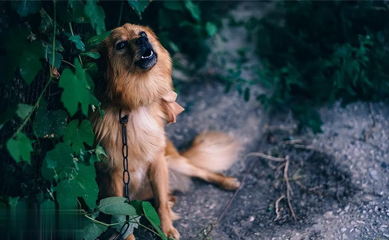 狗突然对空气狂吠后退发声，真能看到人看不到的东西？