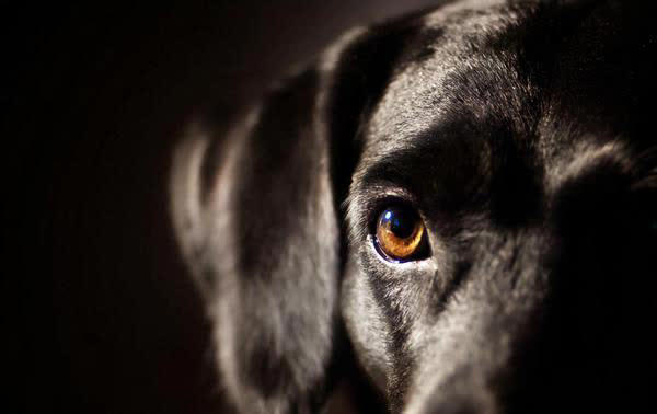 狗突然对空气狂吠后退发声，真能看到人看不到的东西？