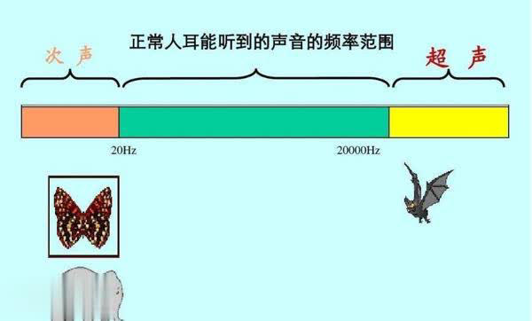狗突然对空气狂吠后退发声，真能看到人看不到的东西？