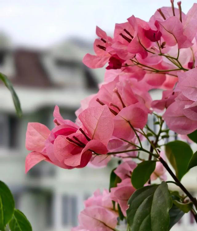 三角梅过冬“生死榜”：这5个品种最怕冷，10℃临界温度别忽视！