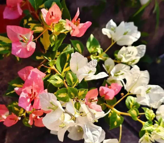 三角梅过冬“生死榜”：这5个品种最怕冷，10℃临界温度别忽视！