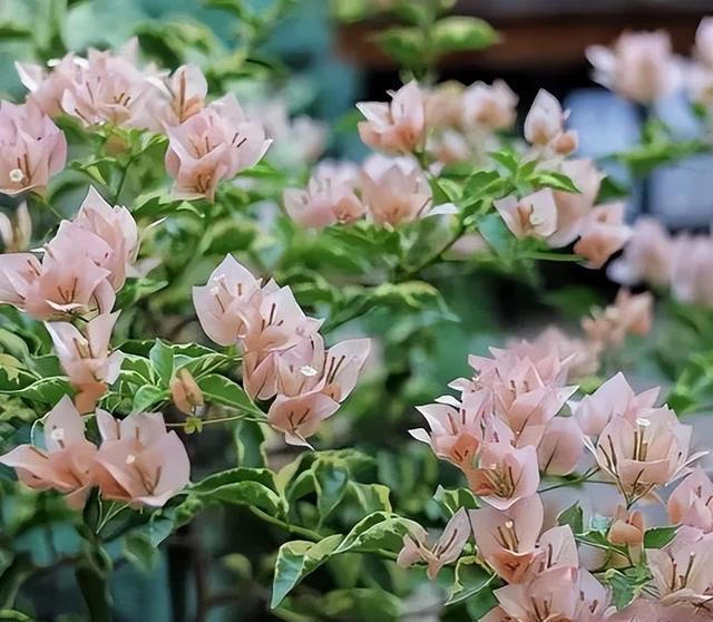 三角梅过冬“生死榜”：这5个品种最怕冷，10℃临界温度别忽视！