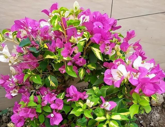 三角梅过冬“生死榜”：这5个品种最怕冷，10℃临界温度别忽视！