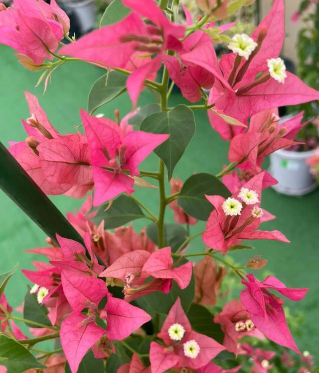 三角梅过冬“生死榜”：这5个品种最怕冷，10℃临界温度别忽视！