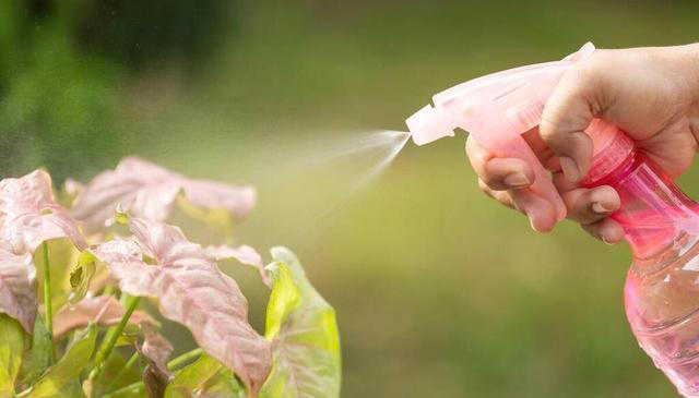 冬季养花浇水有技巧，注意以下几点，植物安全度过寒冷的冬季
