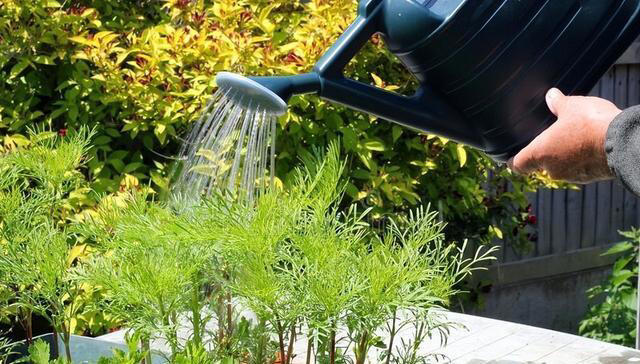 冬季养花浇水有技巧，注意以下几点，植物安全度过寒冷的冬季