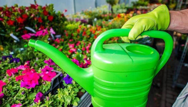 冬季养花浇水有技巧，注意以下几点，植物安全度过寒冷的冬季