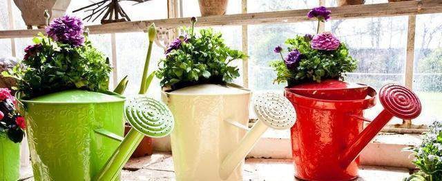 冬季养花浇水有技巧，注意以下几点，植物安全度过寒冷的冬季