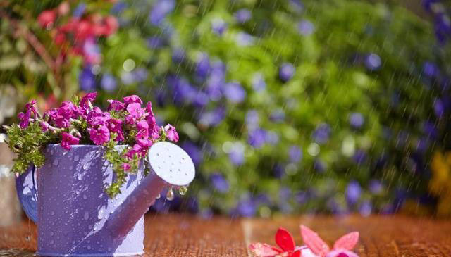 冬季养花浇水有技巧，注意以下几点，植物安全度过寒冷的冬季