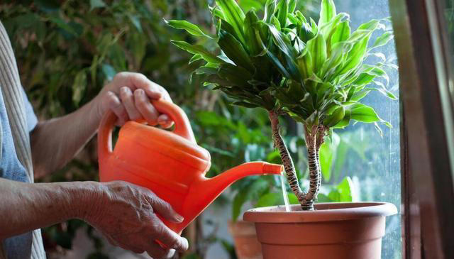 冬季养花浇水有技巧，注意以下几点，植物安全度过寒冷的冬季