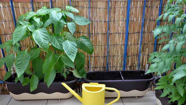 冬季养花浇水有技巧，注意以下几点，植物安全度过寒冷的冬季