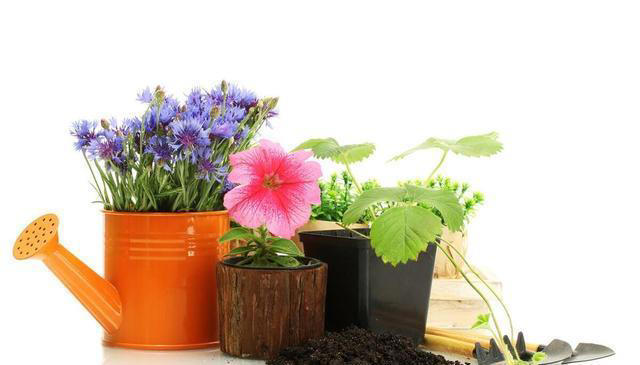 冬季养花浇水有技巧，注意以下几点，植物安全度过寒冷的冬季