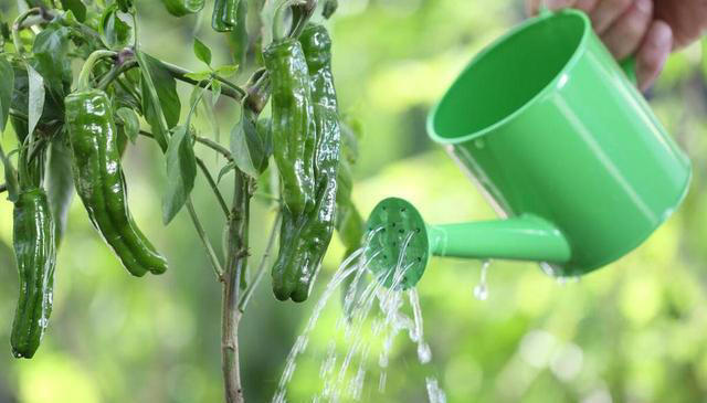 冬季养花浇水有技巧，注意以下几点，植物安全度过寒冷的冬季