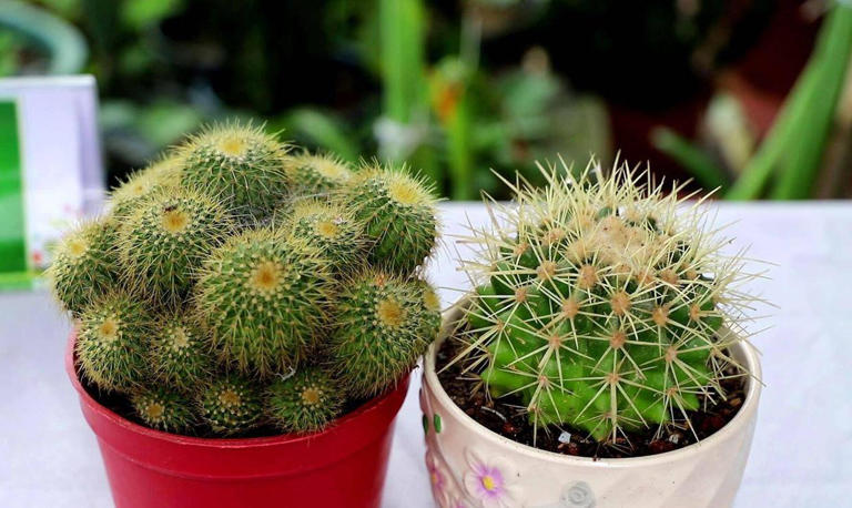 不是迷信！常睡房间别放这5种东西，都有科学依据