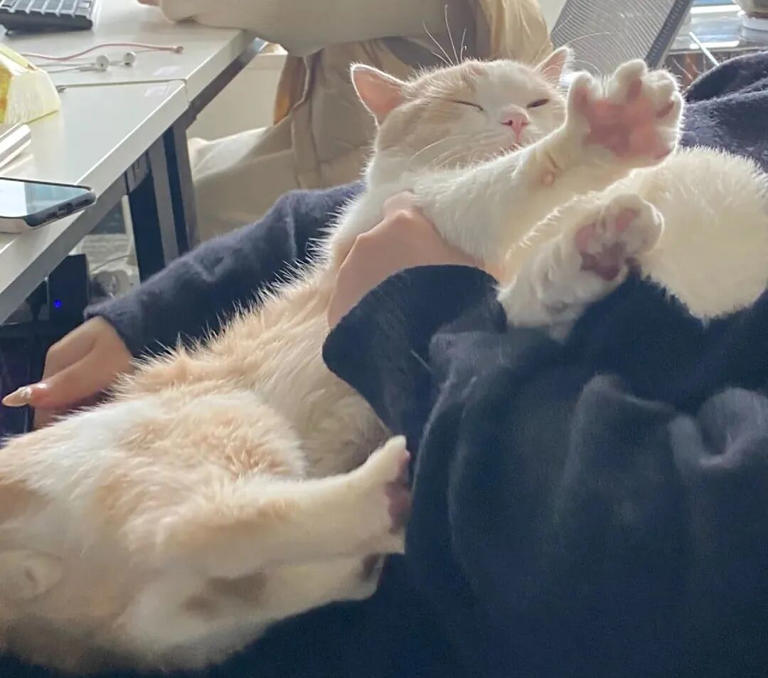 为什么公猫比母猫更爱黏人撒娇？原来背后有这些原因！