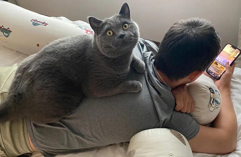 为什么公猫比母猫更爱黏人撒娇？原来背后有这些原因！