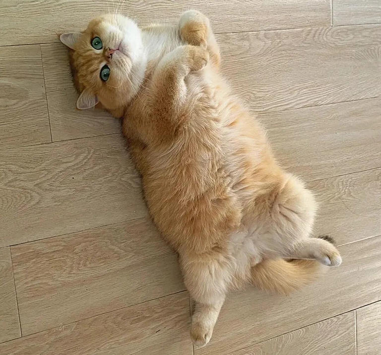 为什么公猫比母猫更爱黏人撒娇？原来背后有这些原因！