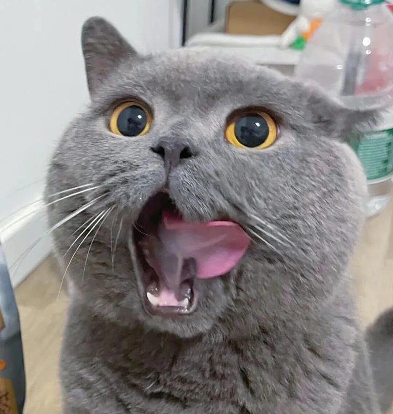 为什么公猫比母猫更爱黏人撒娇？原来背后有这些原因！