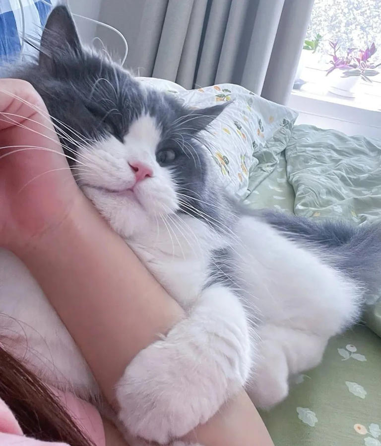 养过猫的朋友可能都发现：公猫好像总比母猫更爱黏人。明明都是猫，性格差得可不是一星半点——你坐着时，公猫能像块年糕似的往怀里钻，呼噜声震天响；母猫呢，可能就远远瞅一眼，继续优雅舔毛。这到底是为啥？今天就来扒一扒公猫的“撒娇基因”！  1.基因