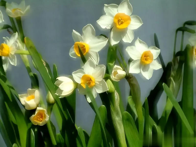 不怕冷的6种花，越冷越开，新手小白入坑首选！