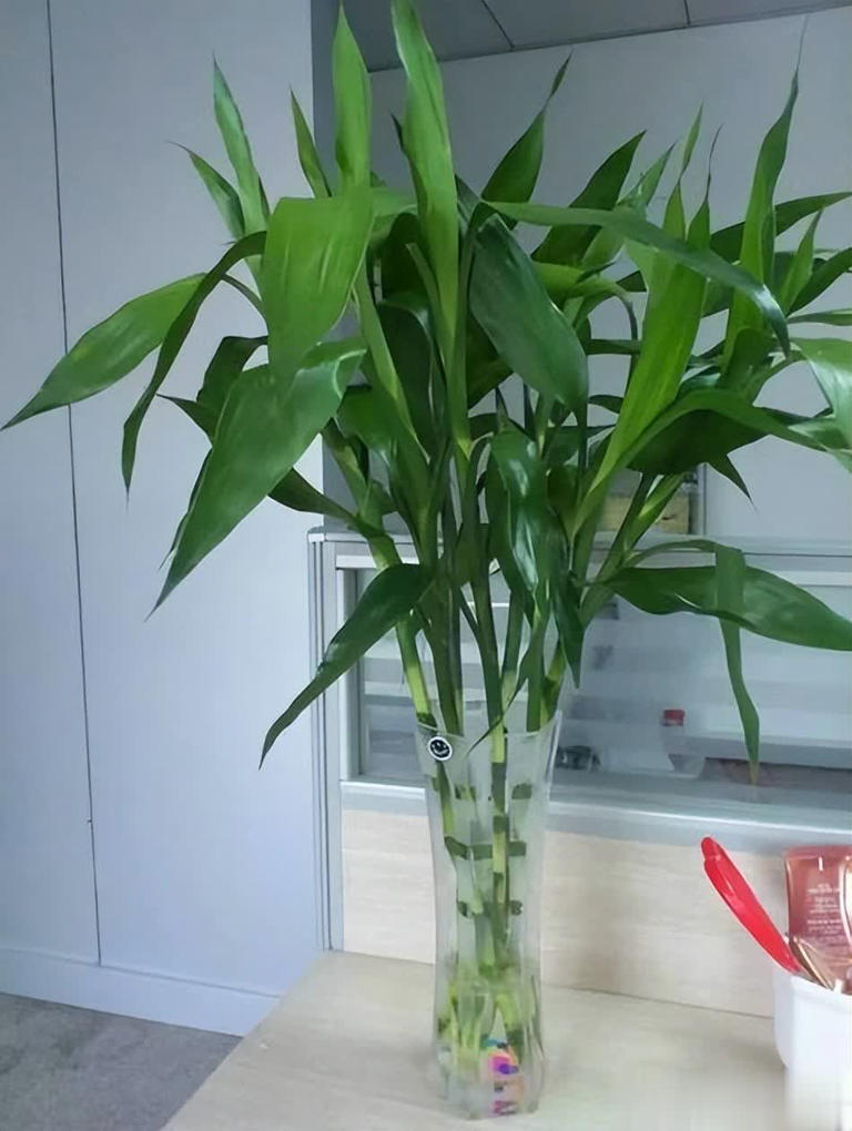 不怕冷的6种花，越冷越开，新手小白入坑首选！