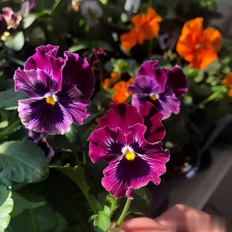 不怕冷的6种花，越冷越开，新手小白入坑首选！