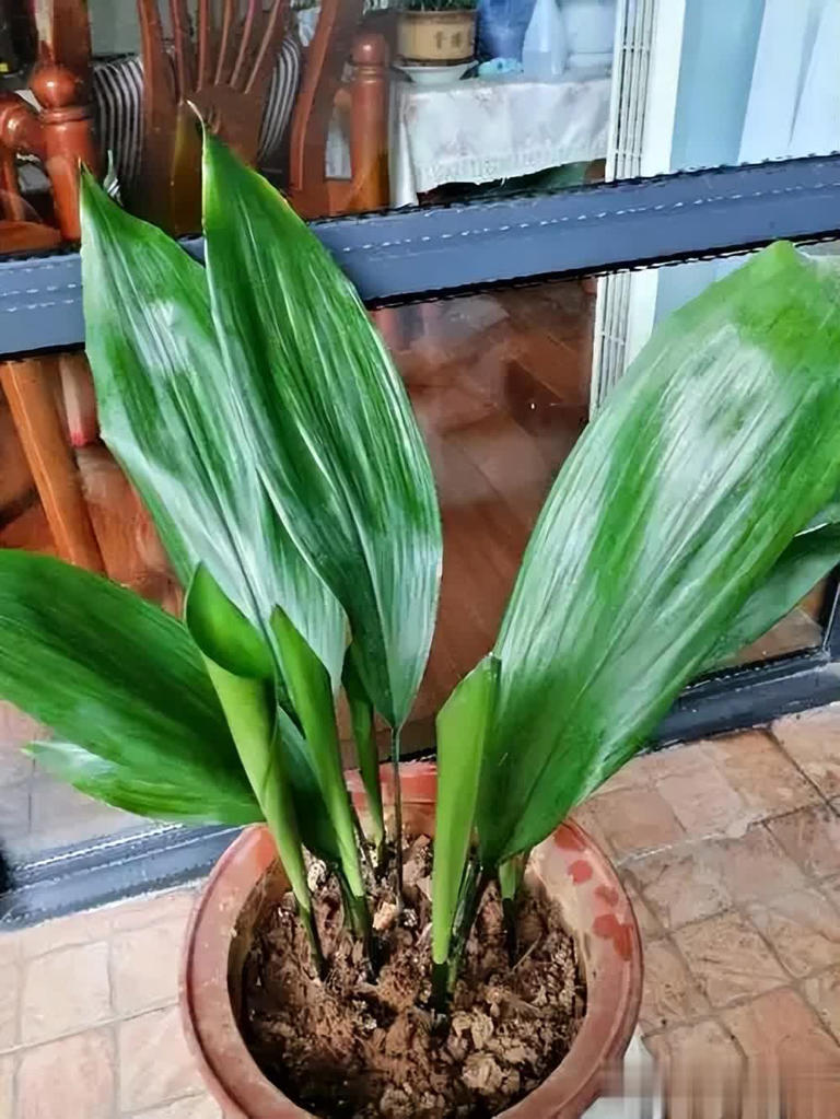 不怕冷的6种花，越冷越开，新手小白入坑首选！