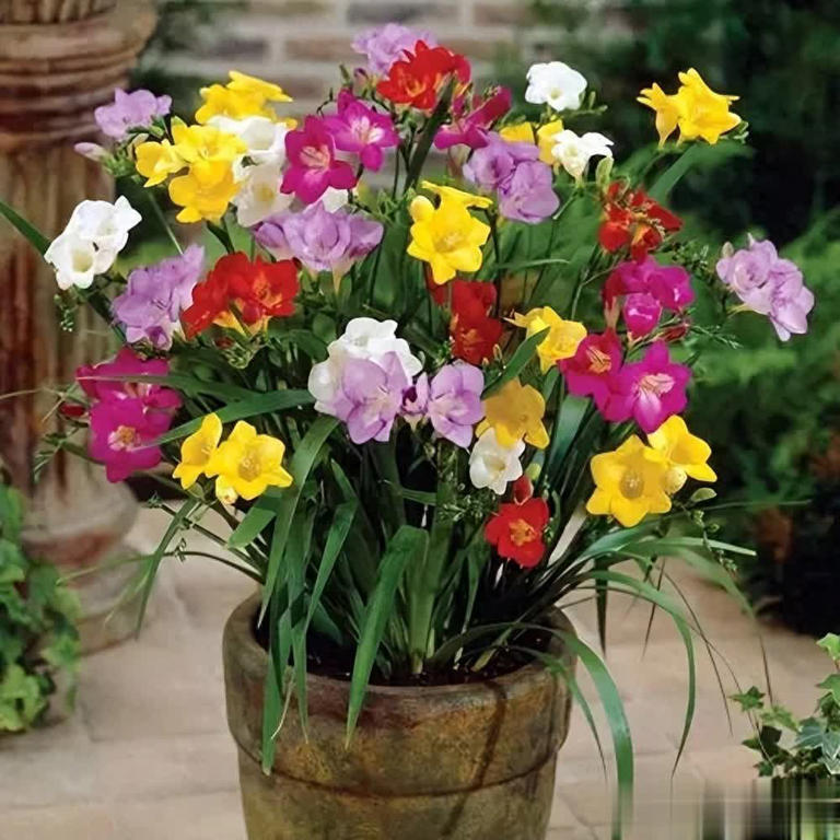 不怕冷的6种花，越冷越开，新手小白入坑首选！ 