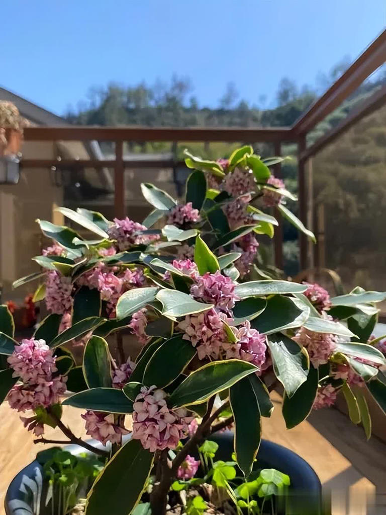 不怕冷的6种花，越冷越开，新手小白入坑首选！