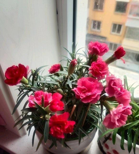 4种开花植物，适合秋冬季节养，摆在阳台，浇水就能开花