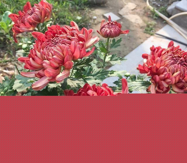 4种开花植物，适合秋冬季节养，摆在阳台，浇水就能开花