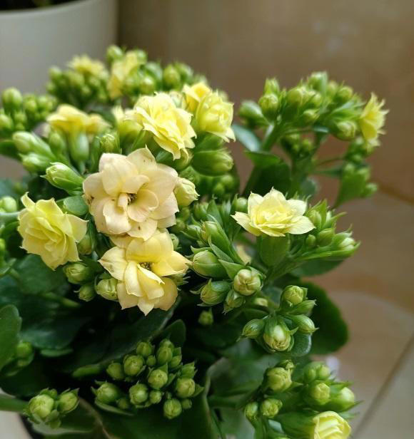 4种开花植物，适合秋冬季节养，摆在阳台，浇水就能开花