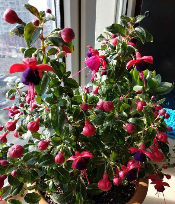 4种开花植物，适合秋冬季节养，摆在阳台，浇水就能开花