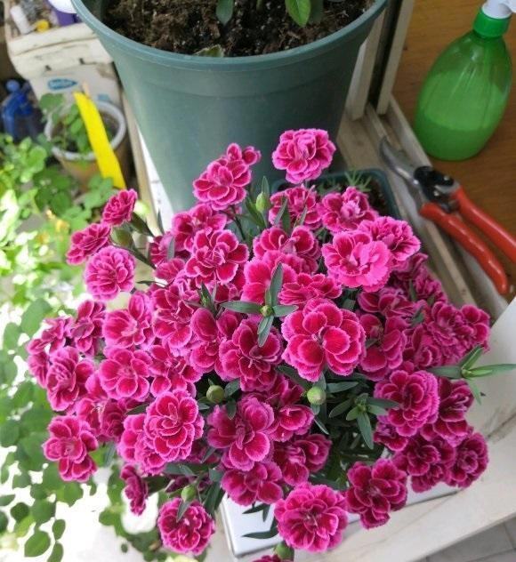 4种开花植物，适合秋冬季节养，摆在阳台，浇水就能开花