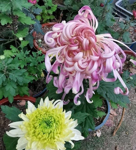 4种开花植物，适合秋冬季节养，摆在阳台，浇水就能开花