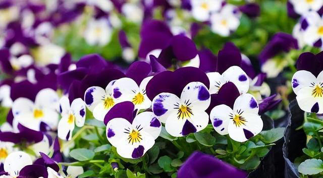 适合新手的5种漂亮花，好养好看不生病，一开就是大半年