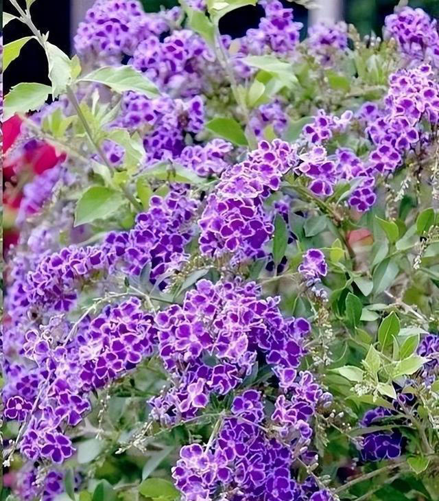 适合新手的5种漂亮花，好养好看不生病，一开就是大半年