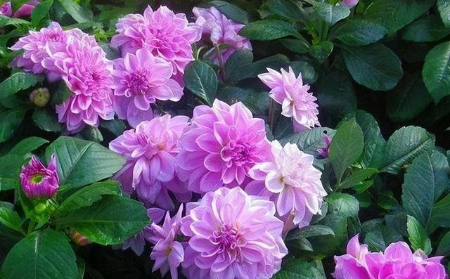 适合新手的5种漂亮花，好养好看不生病，一开就是大半年