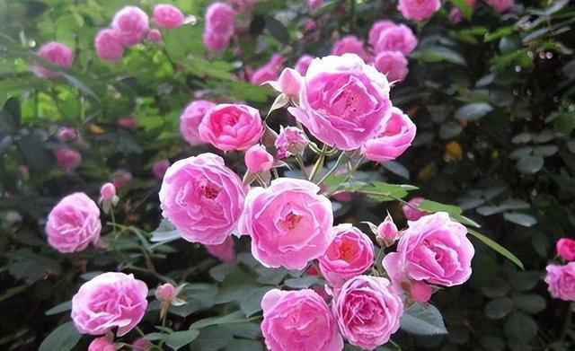 适合新手的5种漂亮花，好养好看不生病，一开就是大半年