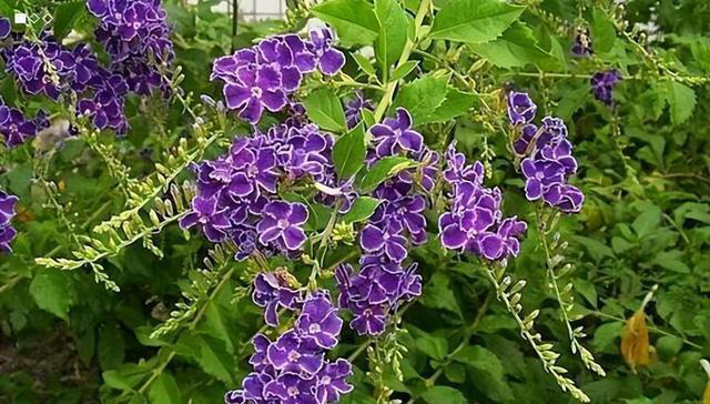 适合新手的5种漂亮花，好养好看不生病，一开就是大半年